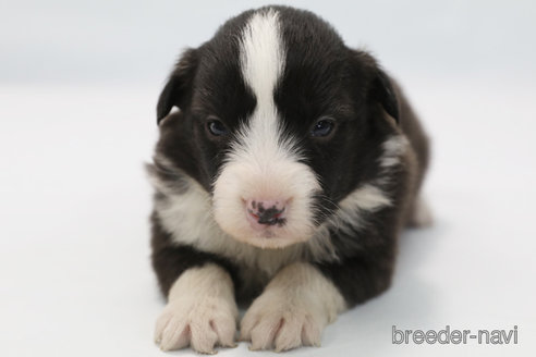 成約済の神奈川県のボーダーコリー-364969の3枚目